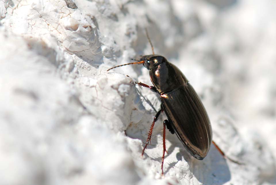 Da identificare: Amara aenea